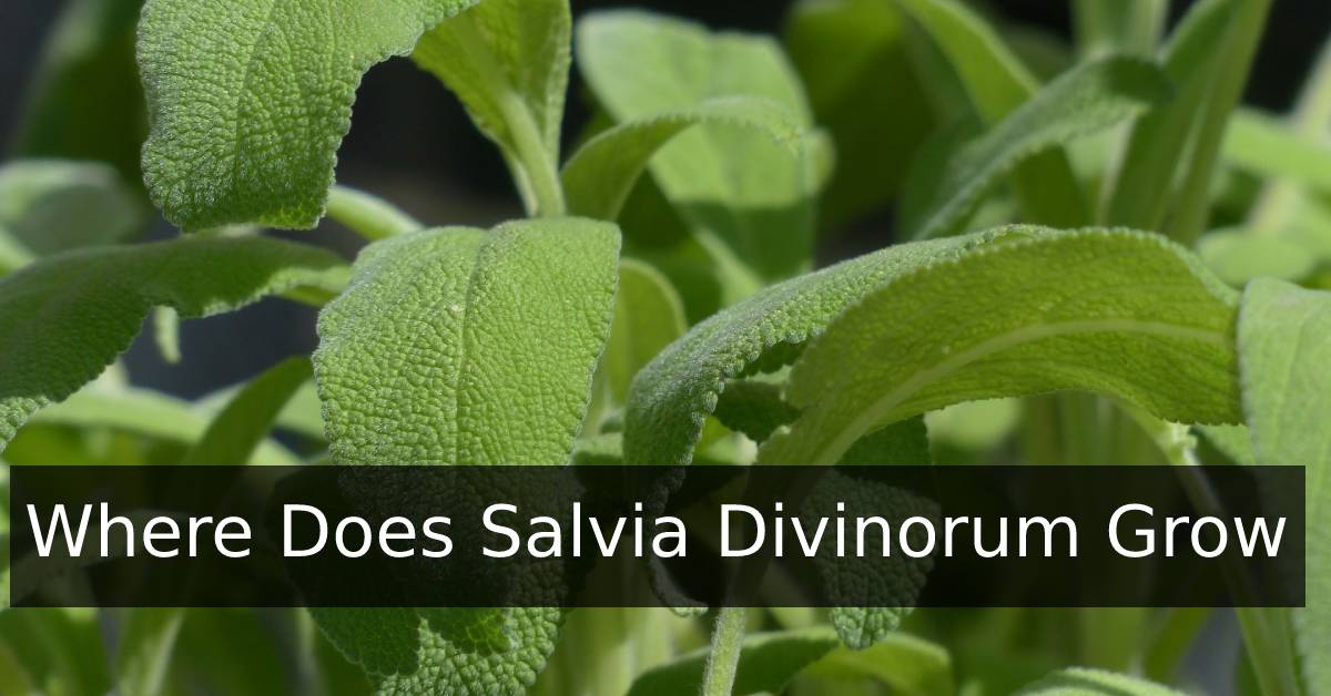 Where Does Salvia Divinorum Grow? Salvia Hut™
