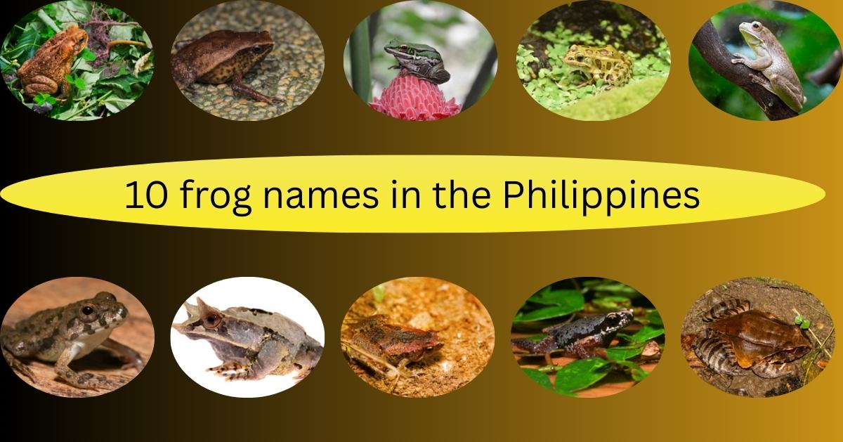 Various frog species native to the Philippines displayed together