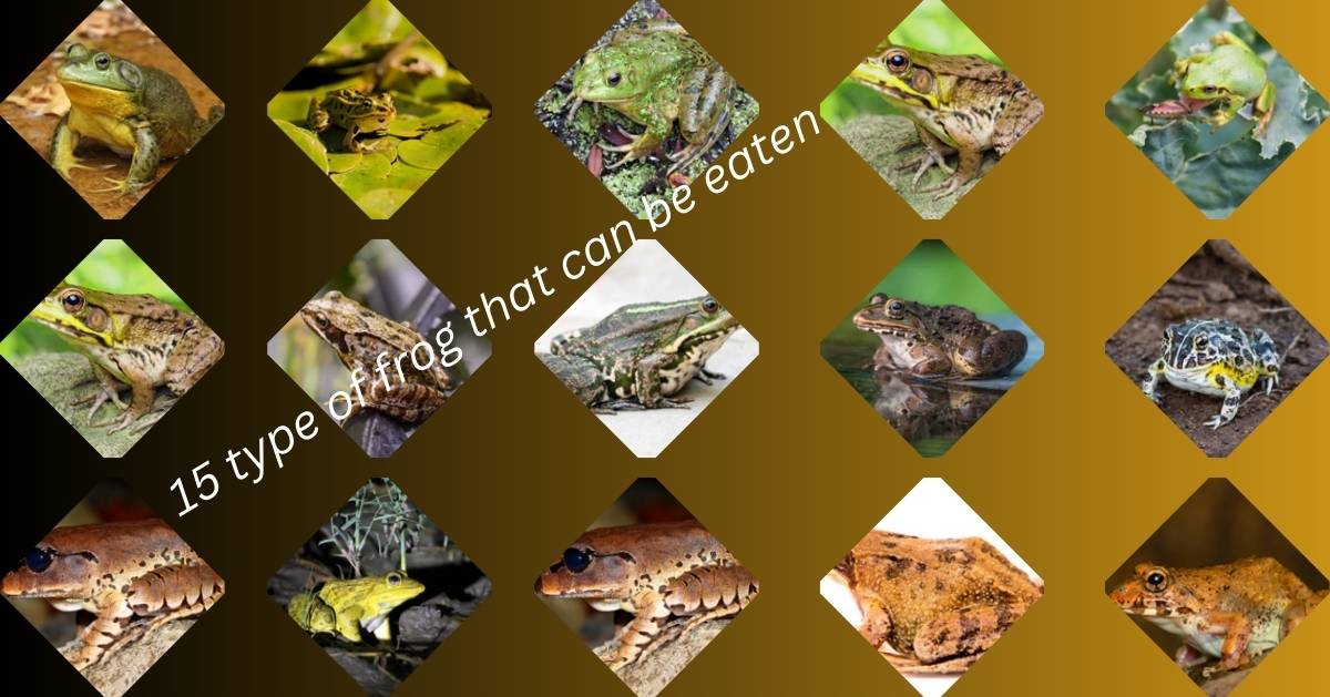 15 Types of Edible Frogs – Culinary Guide