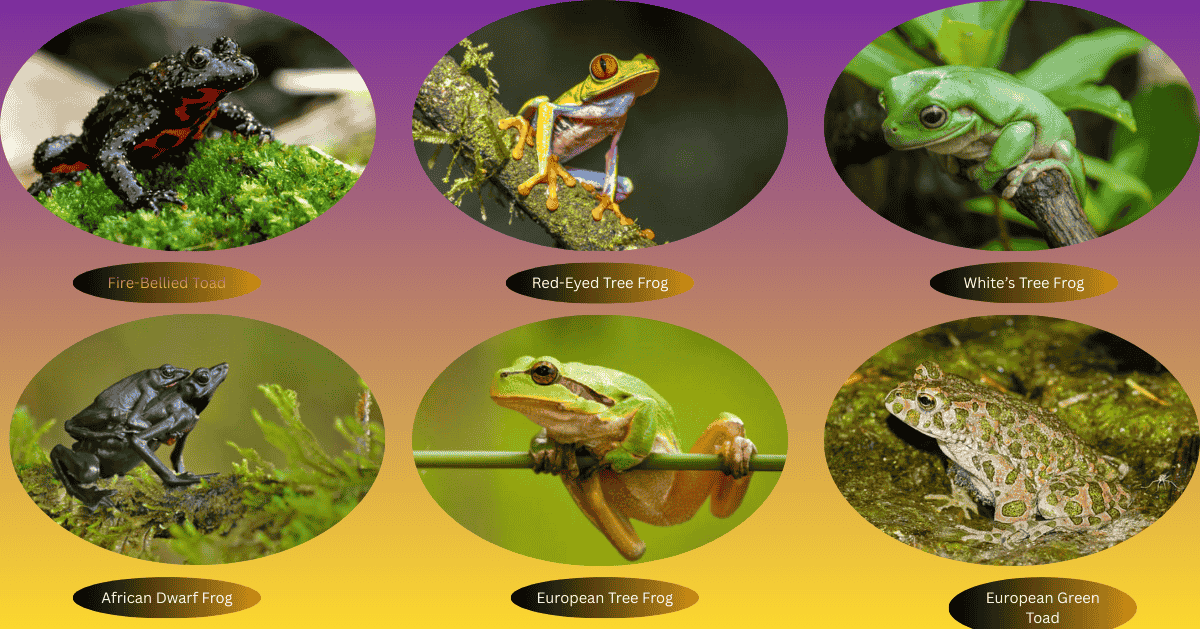 6 Types of Frogs Found in the Uk