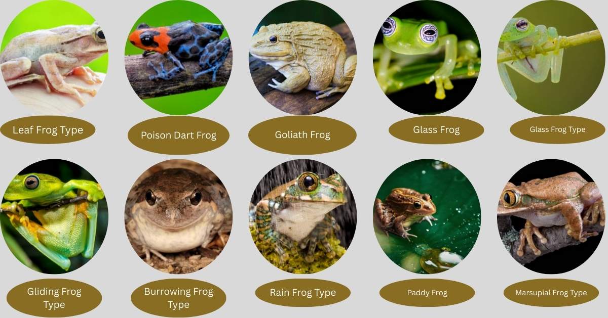 “Top 15 Frog-Type Pokémon: Complete Guide, Evolutions, and Battle Strategies”