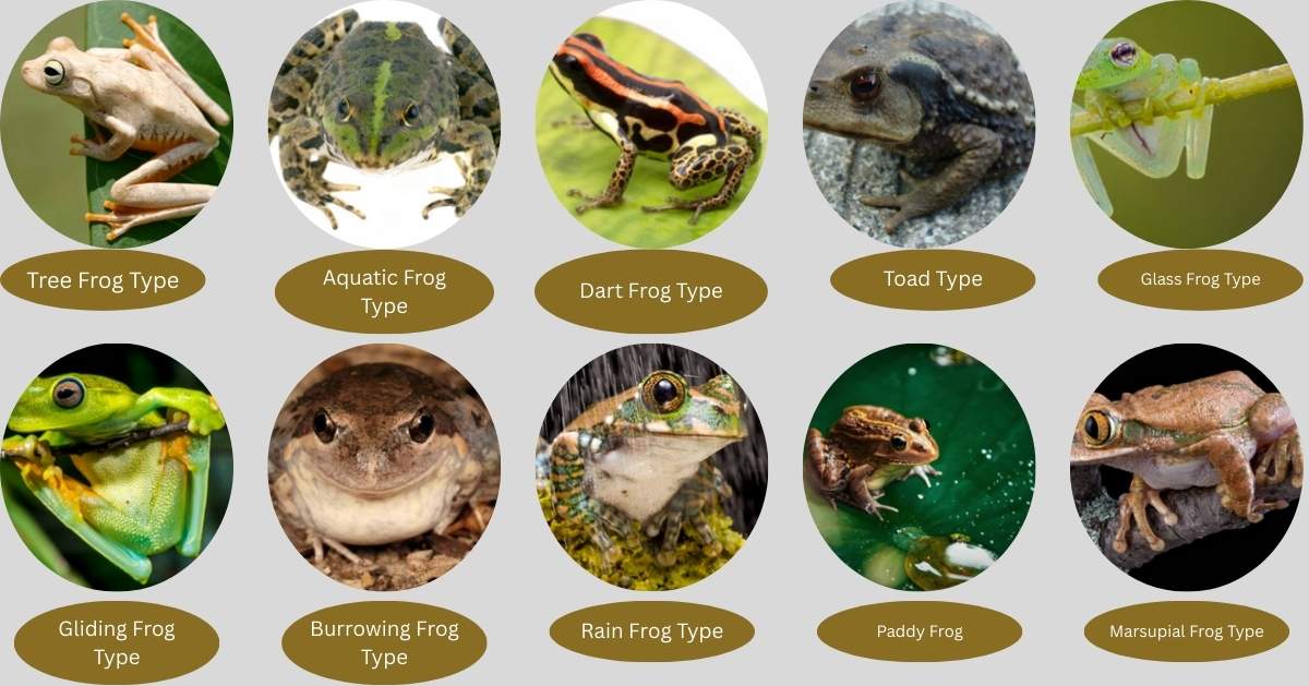 A collection of 15 different frog body types including tree frogs, bullfrogs, dart frogs, and more