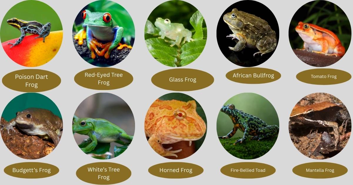 Colorful and unique frogs including Poison Dart, Red-Eyed Tree Frog, Glass Frog, and more