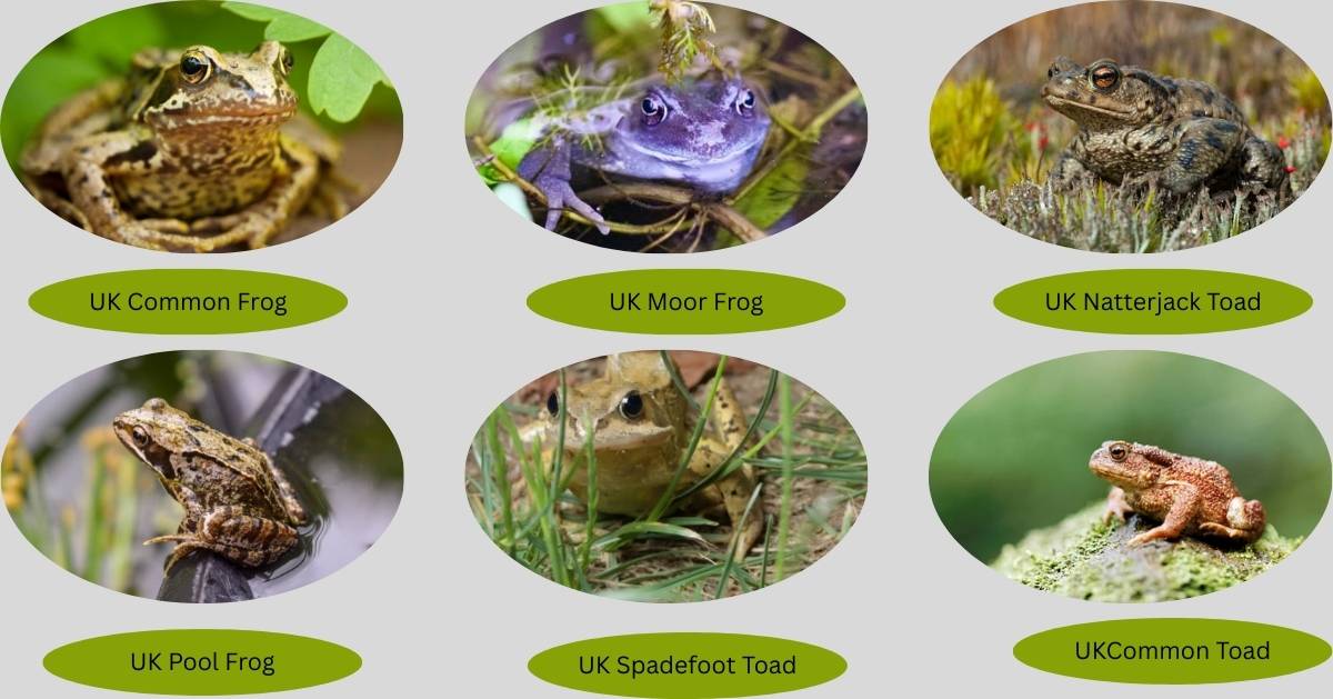 6 Common Frogs and Toads of the UK