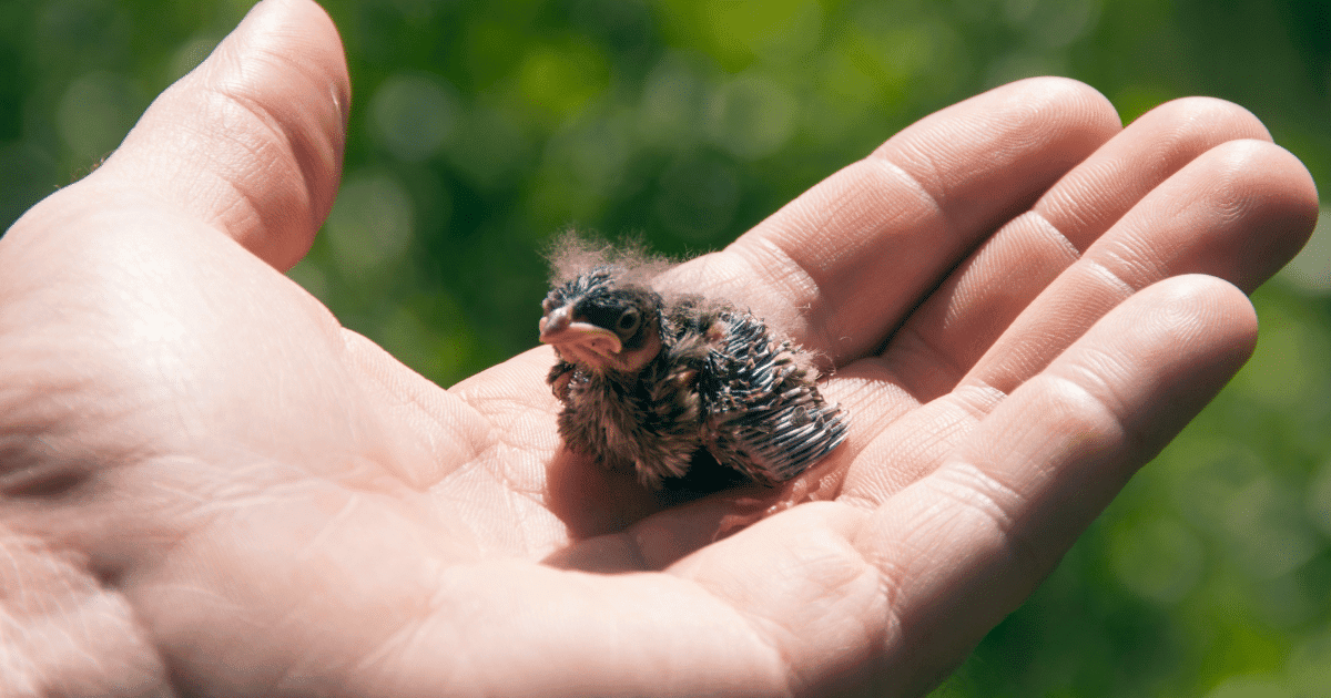 How to Take Care of Newborn Birds