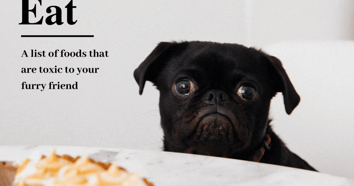 What Happens If a Dog Eats Bird Seed