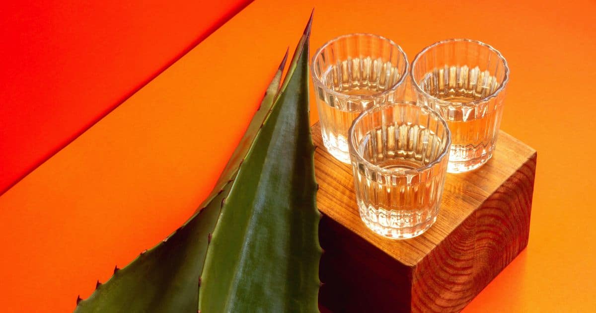 three cups of small next to large plant leaf with a bright orange background