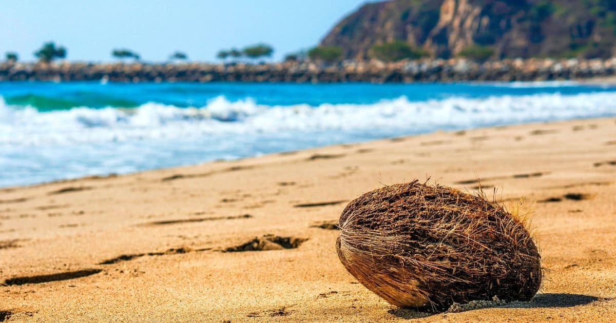 coconut on the sany beach of Chachaua