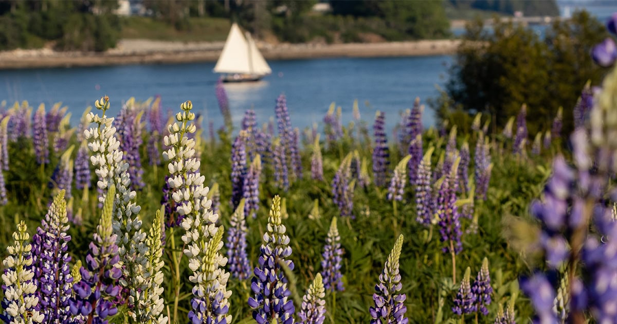 Gearing Up for Startup Maine Week and a New Ecosystem Funding Pilot