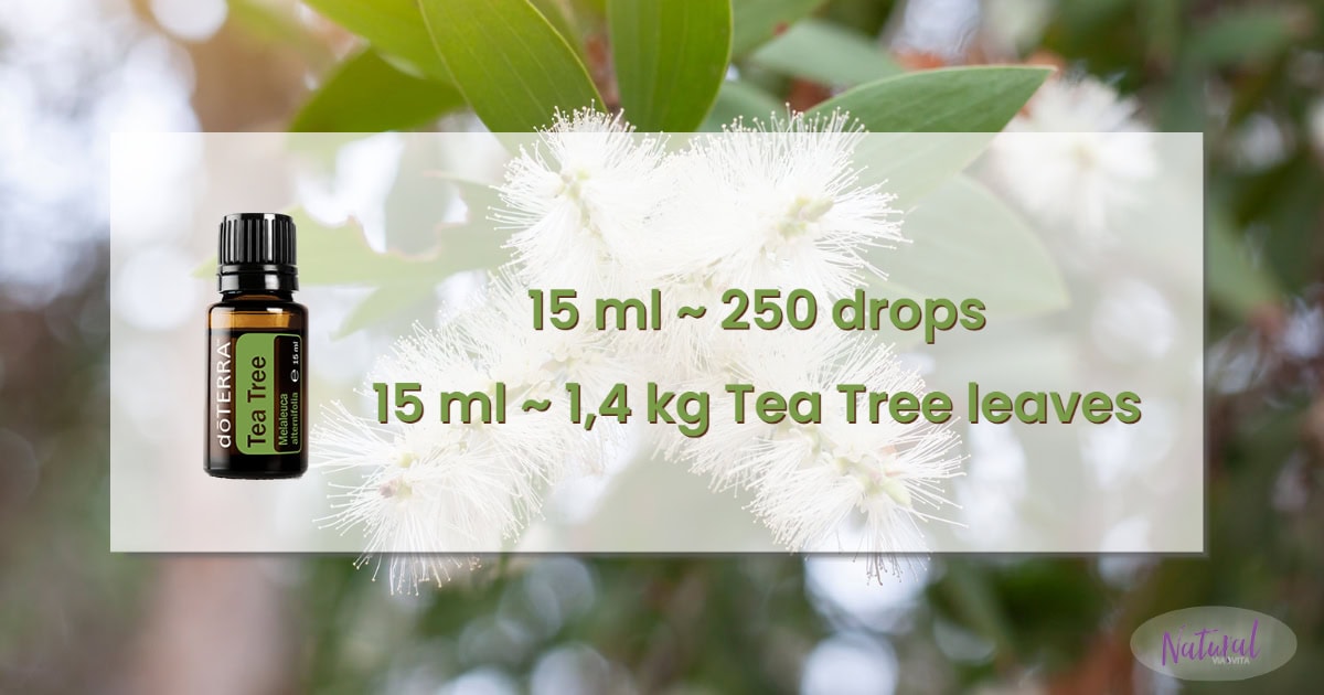 tea tree qt