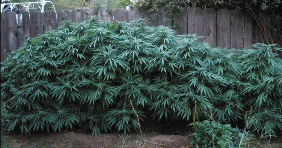 Indica vs Sativa vs Hybrid Marijuana Strains – What’s the Difference? Canadians Need to Know