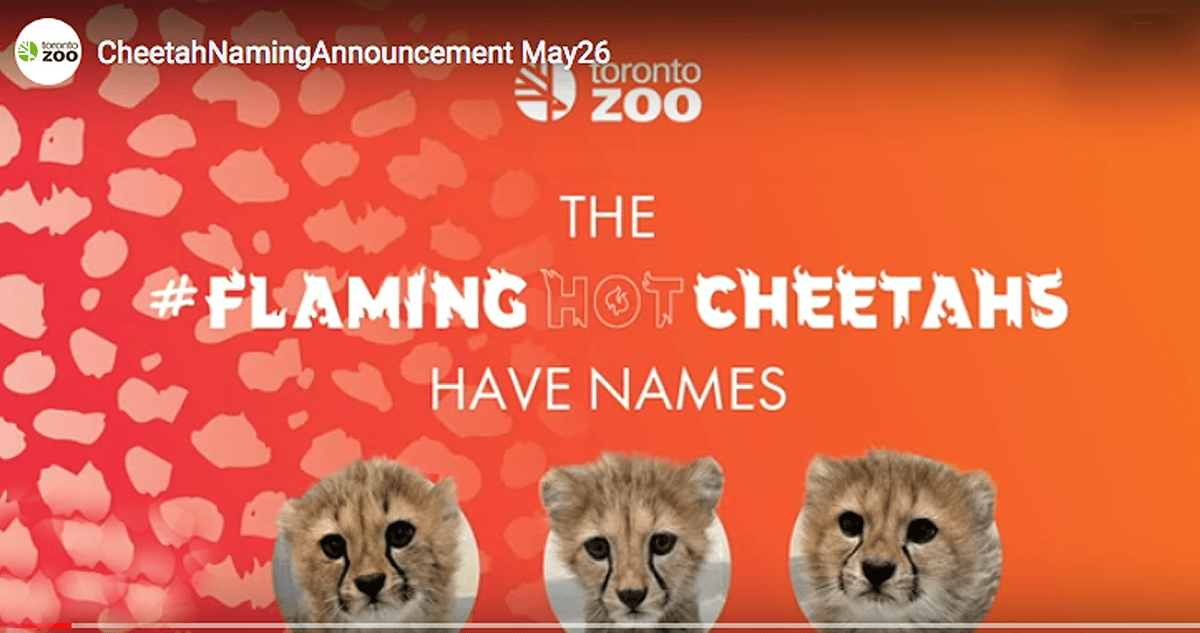 Toronto Zoo cheetah cub names revealed