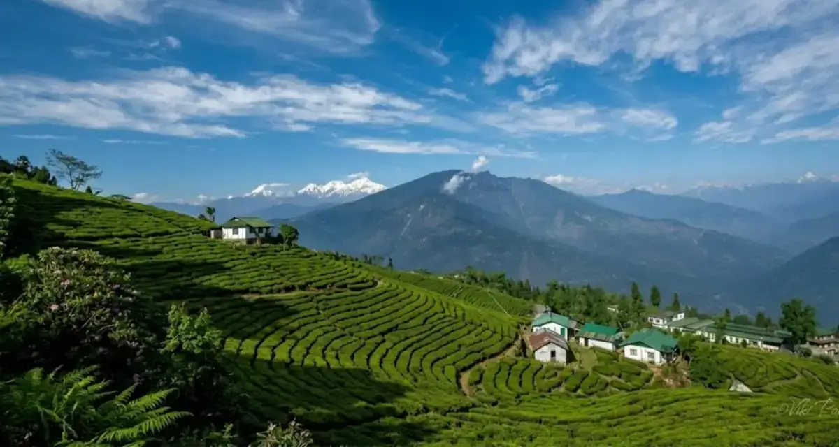 pelling