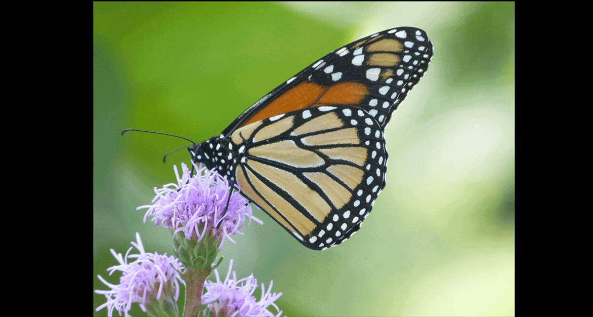 International Monarch butterfly Monitoring Blitz begins July 23 to August 1