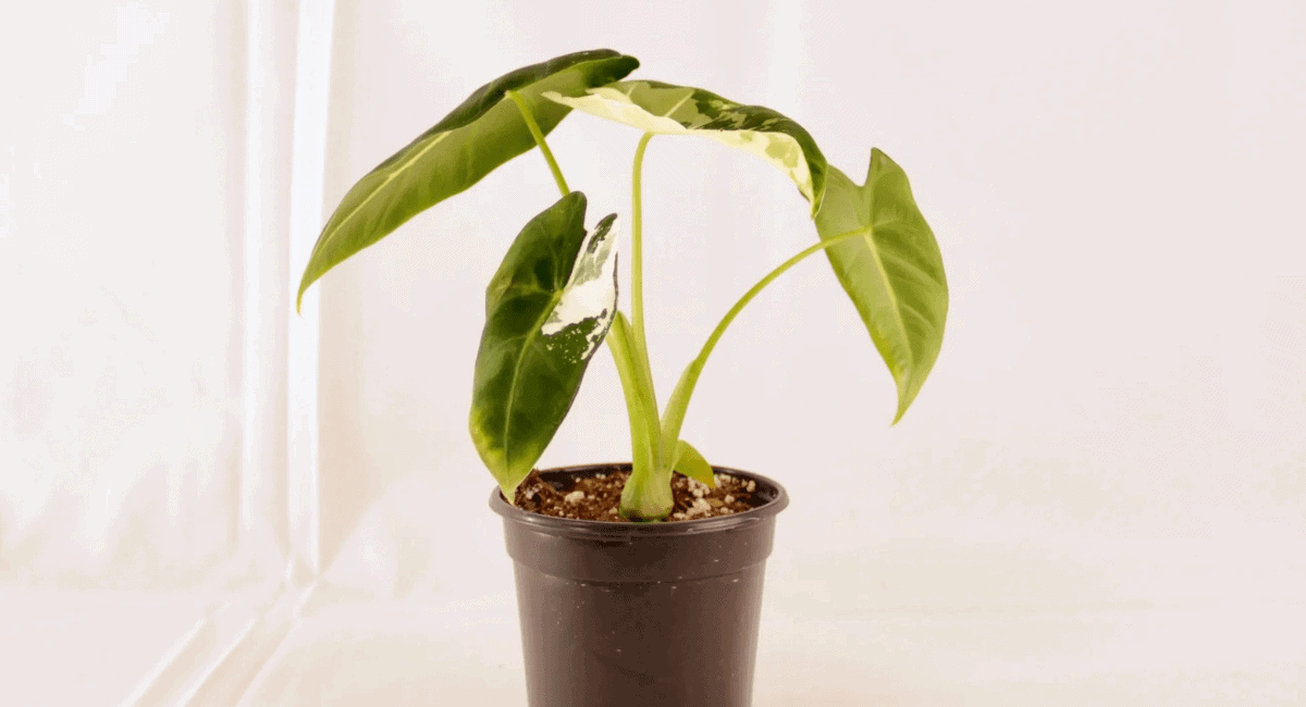 Rare Indoor Plants That Fit the Mood of Canadian Homes