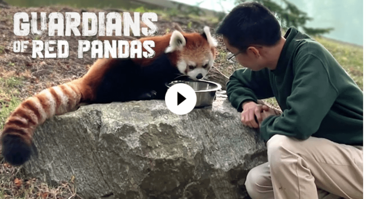 Two Red Panda cubs born at Toronto Zoo