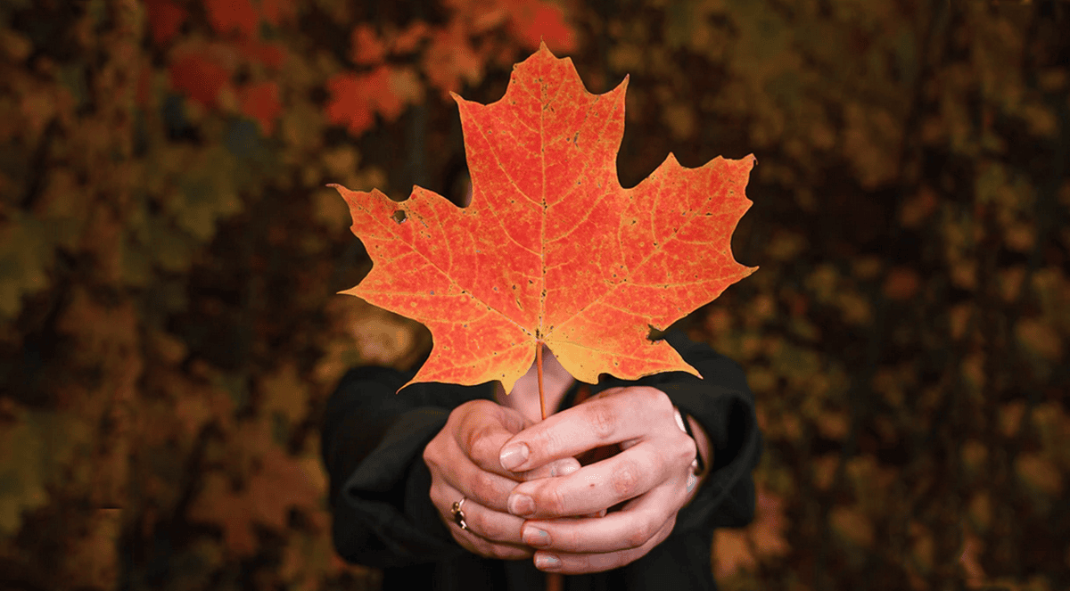 Things to do in Toronto on Thanksgiving long weekend