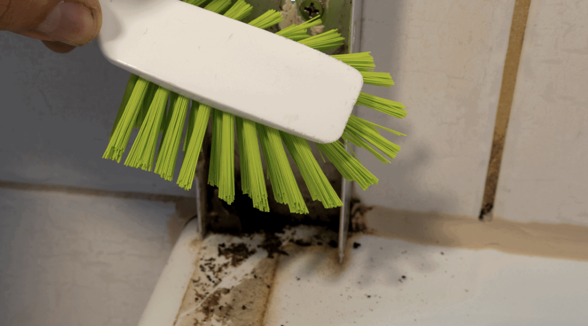 Why GTA Homeowners Should Prioritize Mold Removal Services