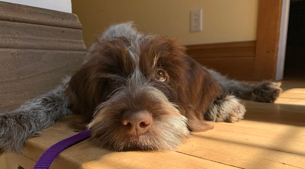 Canada’s Top 10 Most Popular Dog Breeds of 2025 Are…
