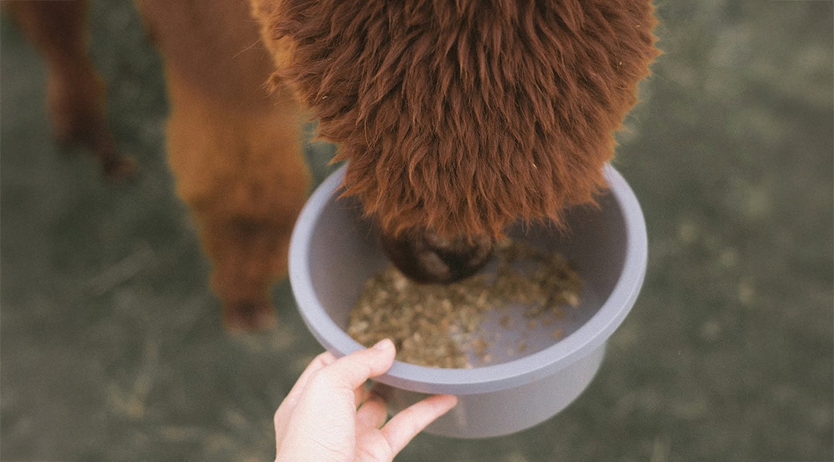 Helping Livestock Through Dry Seasons With Smarter Feeding Support
