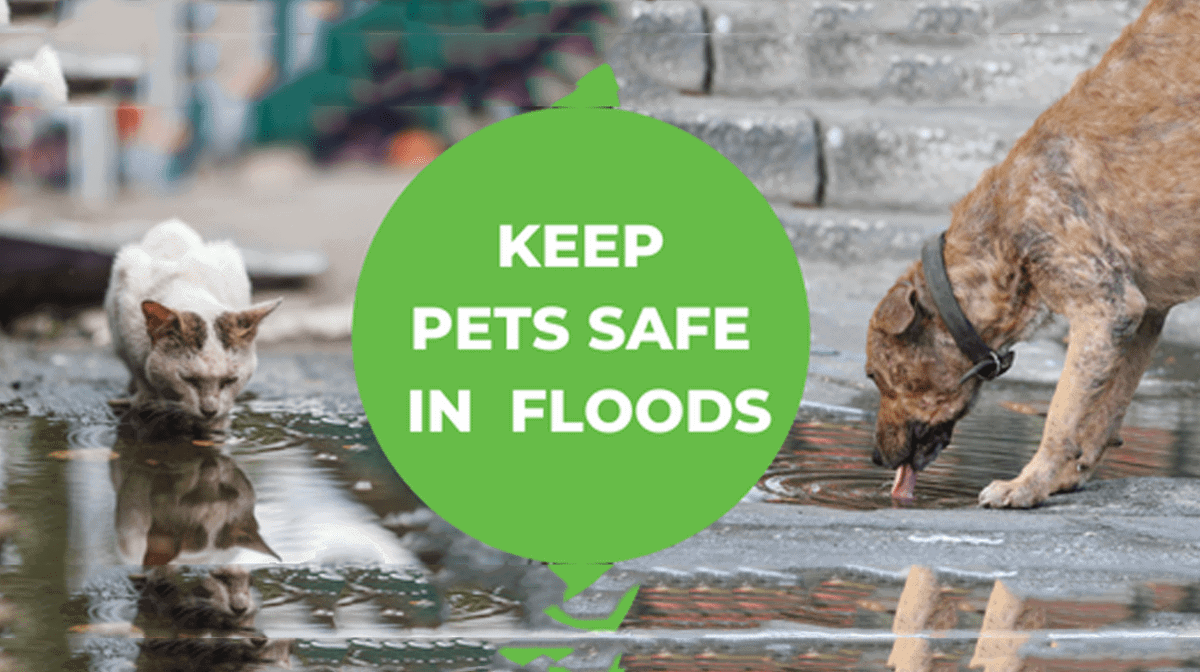 IMPORTANT NOTICE: Keep your pet safe after the flood, standing water poses health risks
