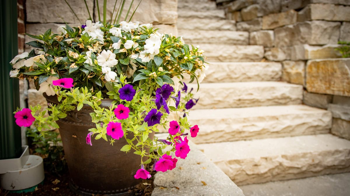 stone steps and flowers