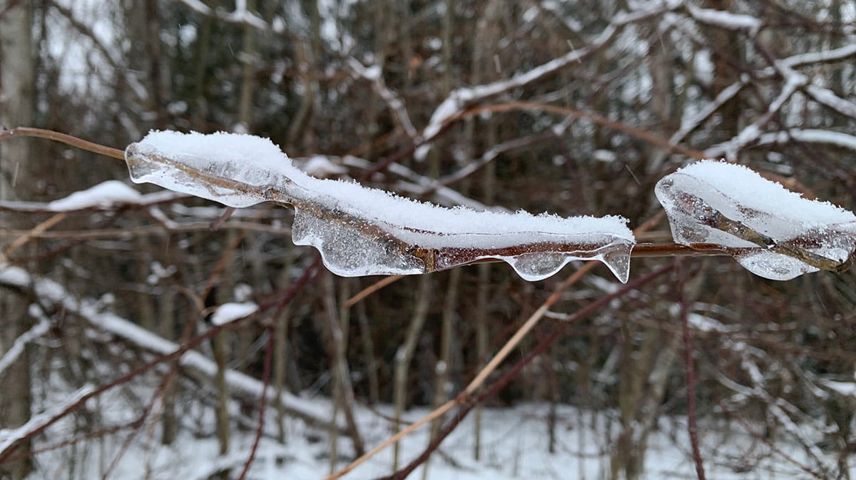 Yellow Weather Alert Issued for GTA – Freezing Rain for Several Hours
