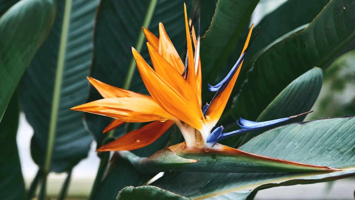 Where are Bird of Paradise Flowers from
