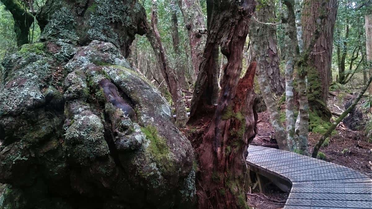 Cradle Mountain, Dove Lake Walk, Tasmania
