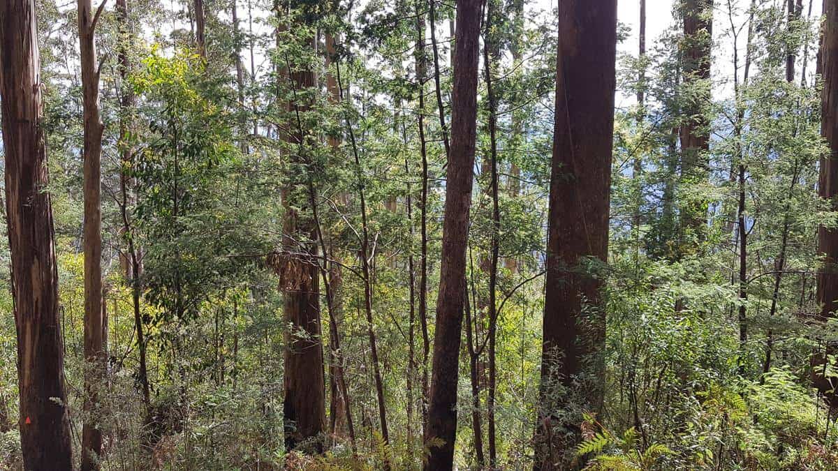 Mt Juliet Walking Track Yarra Ranges National Park Mt Juliet Walking Track, Yarra Valley