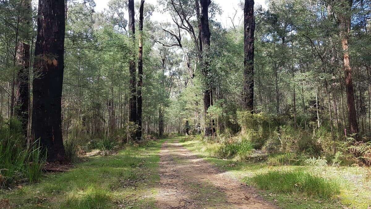 Mt Juliet Walking Track Yarra Ranges National Park Mt Juliet Walking Track, Yarra Valley