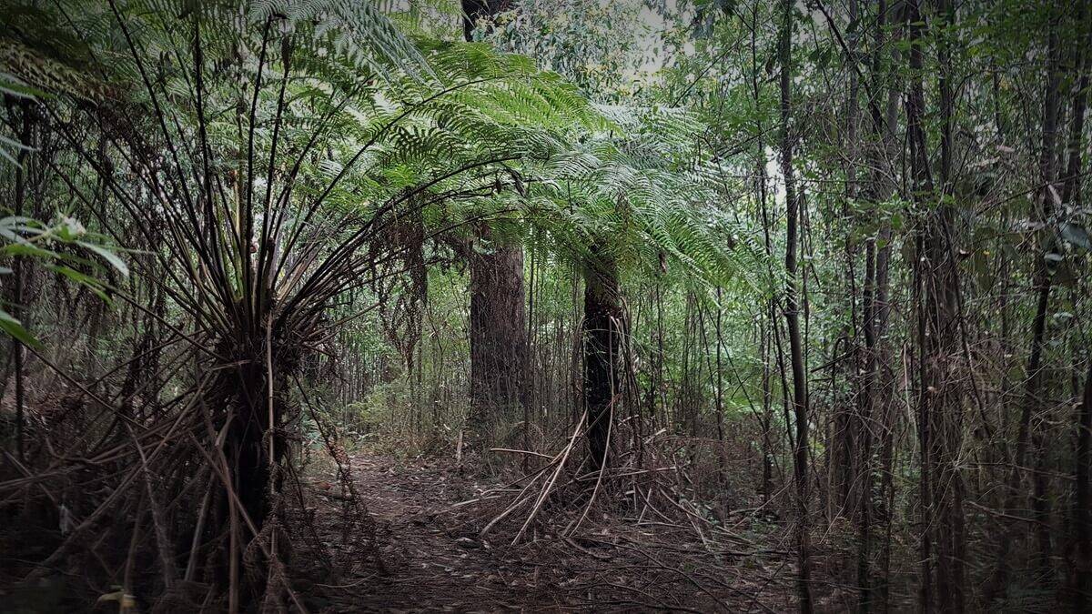 Mt Juliet Walking Track Yarra Ranges National Park Mt Juliet Walking Track, Yarra Valley