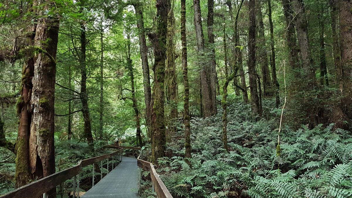 Rainforest-Gallery-Donna-Buang-Warburton-1