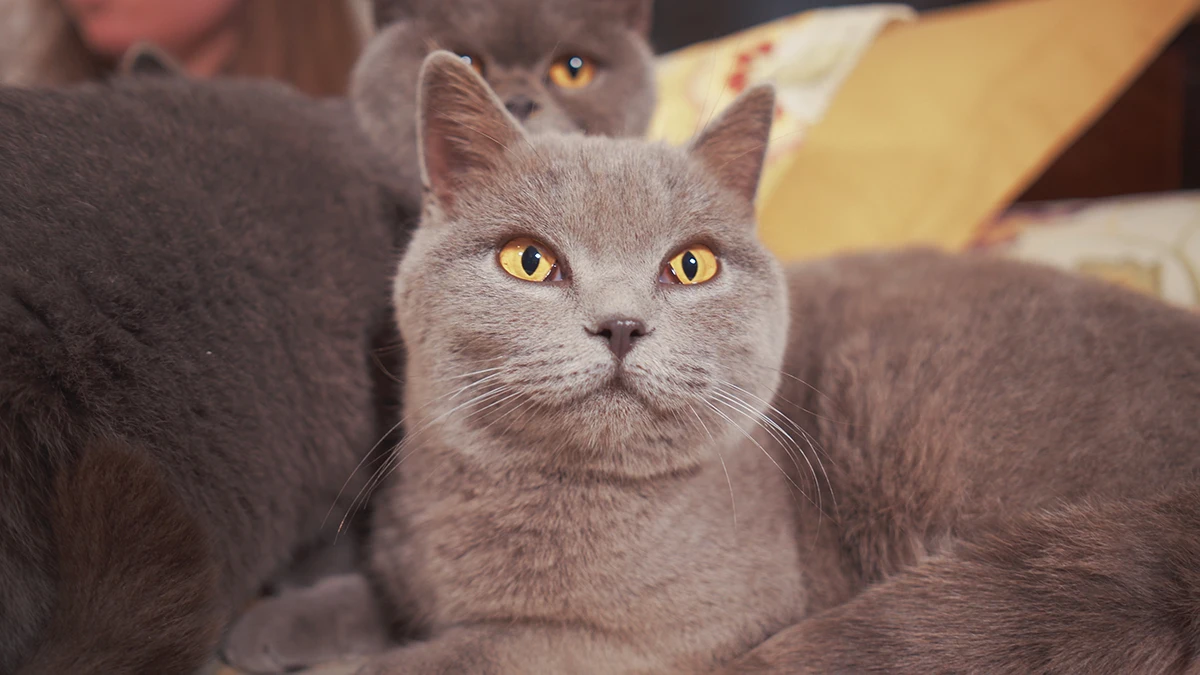 British Shorthair