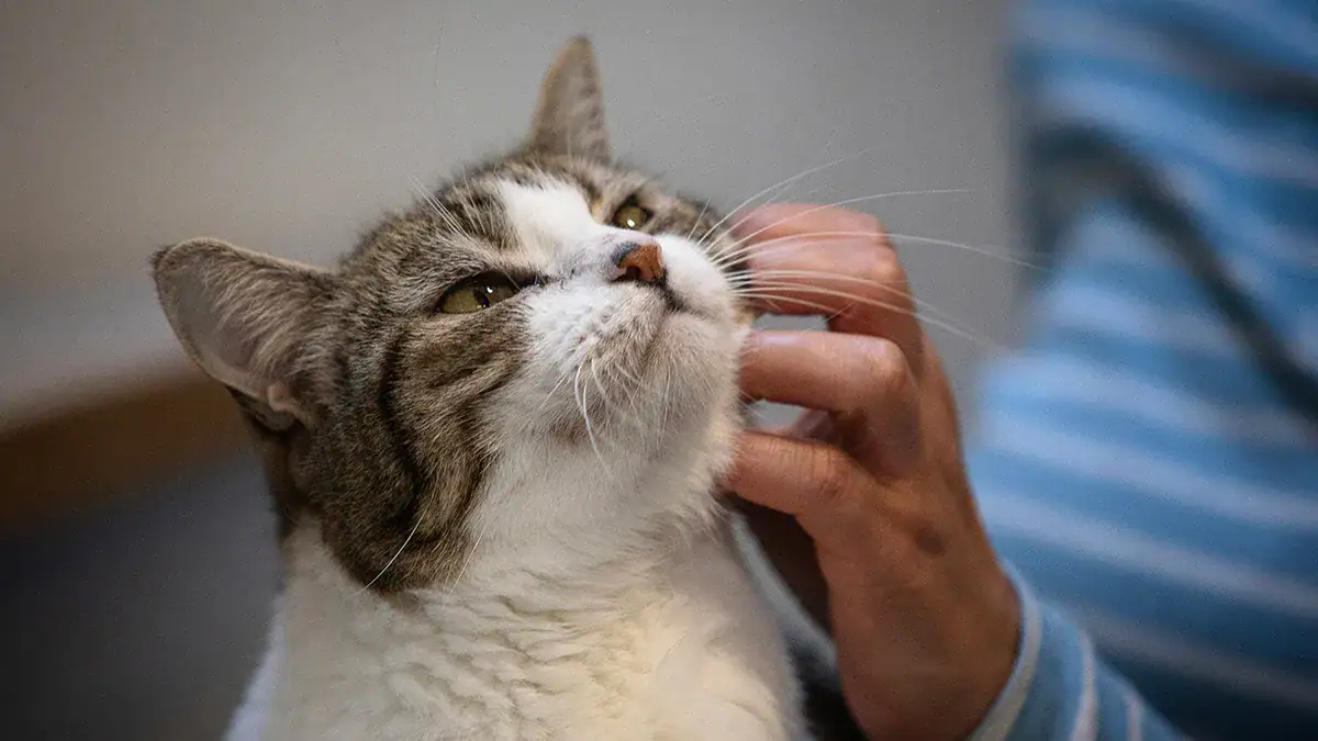 Scientists Develop New ‘FelQoL’ Tool That Could Finally Help Cat Parents Understand Their Pet’s Emotions