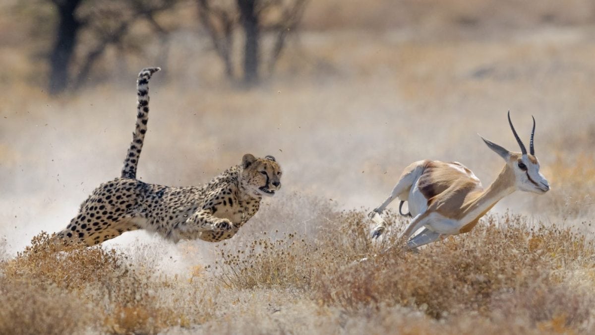 9 Days Uganda Wildlife Safari Experience