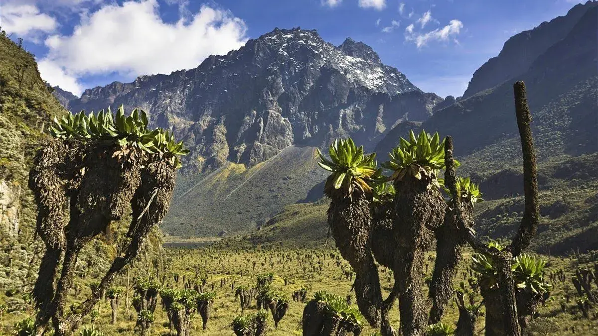 Rwenzori hiking