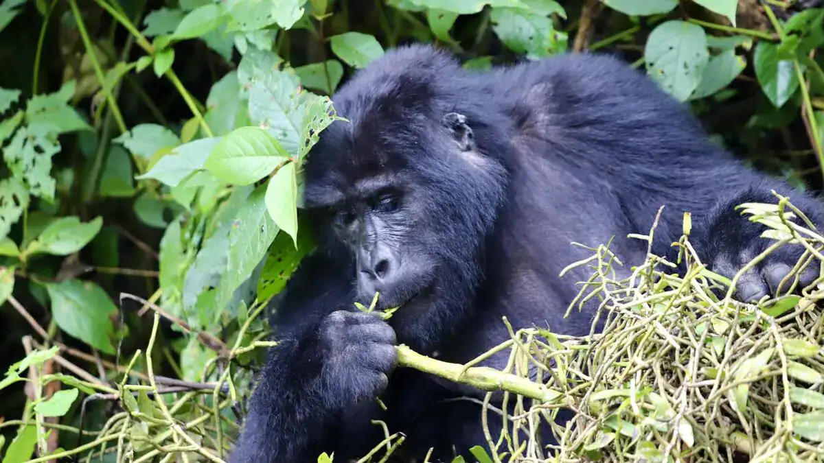 gorilla Trekking 