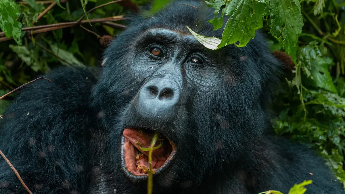 Nkuringo Gorilla Trekking Sector
