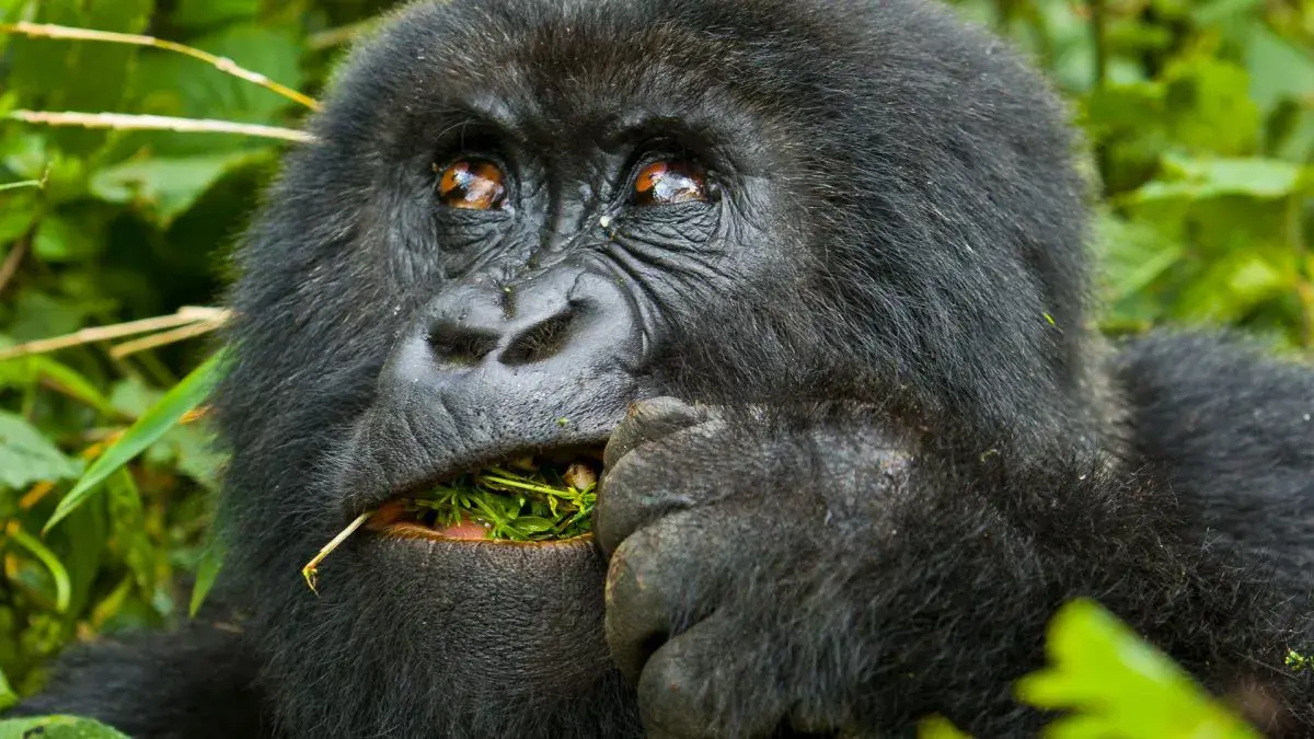 Nkuringo Gorilla Trekking Sector
