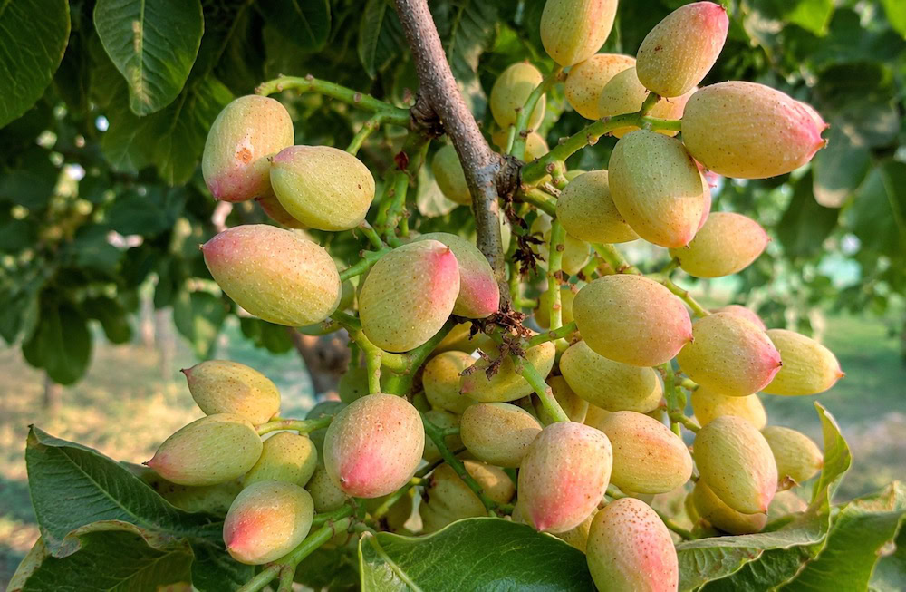 Fruiting pistachio tree in the sun showing natural pistachio clusters connected to the creamy green nutty accord used in modern perfumery