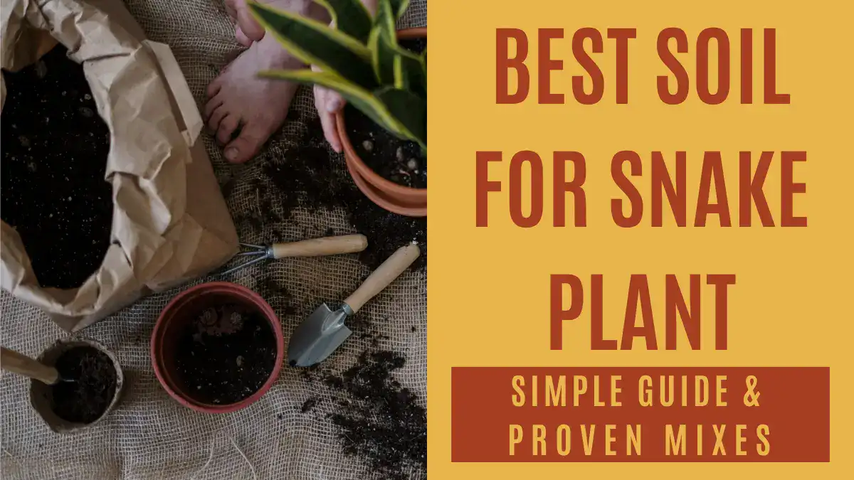 Snake Plant Soil