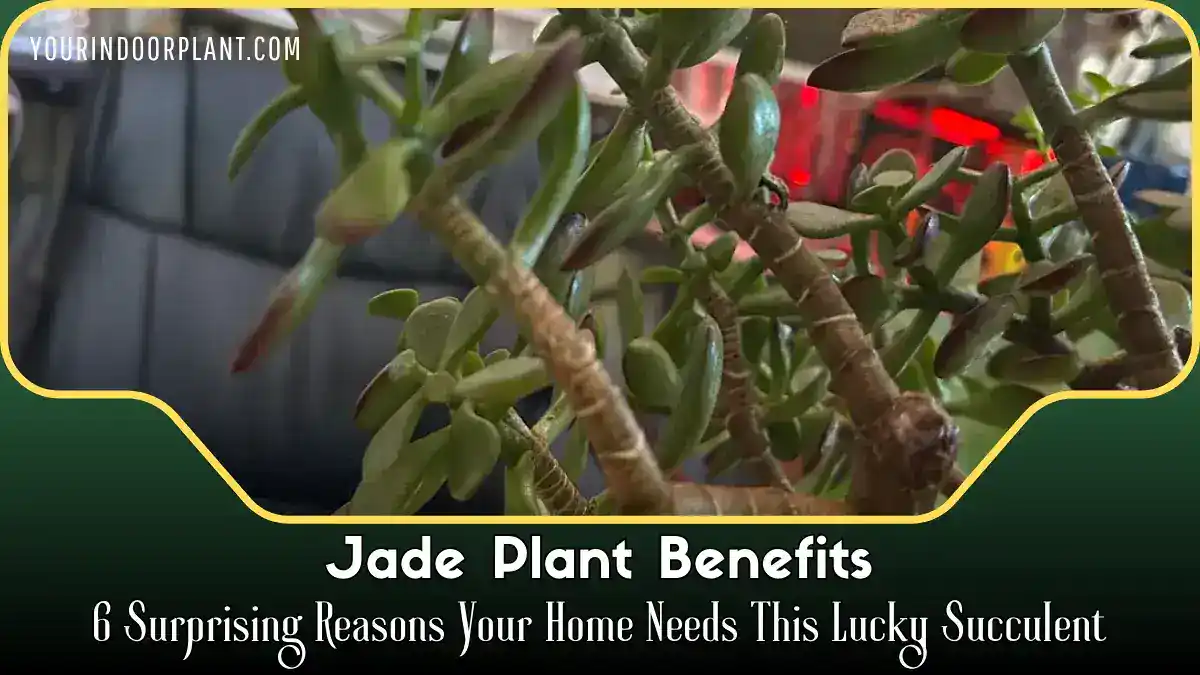 Jade Plant Benefits
