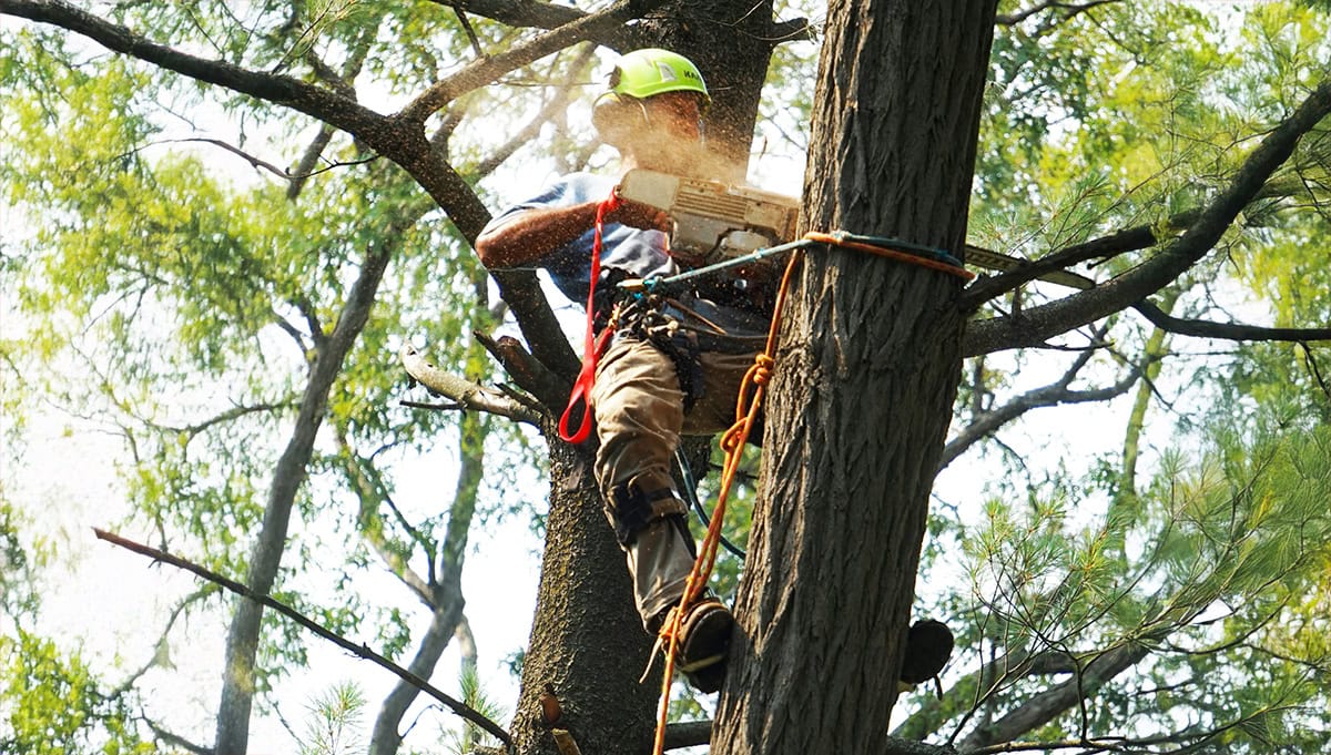 Why Professional Tree Care Matters for Healthy and Safe Properties in Mississauga