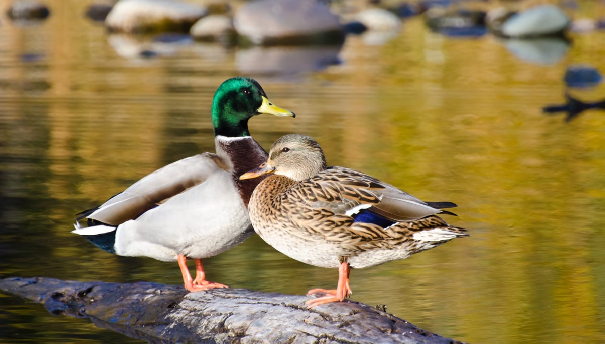 Avian Flu Cases Confirmed in Mississauga -Here’s what Ontarians need to know