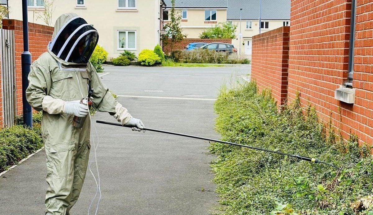 Wasps Control