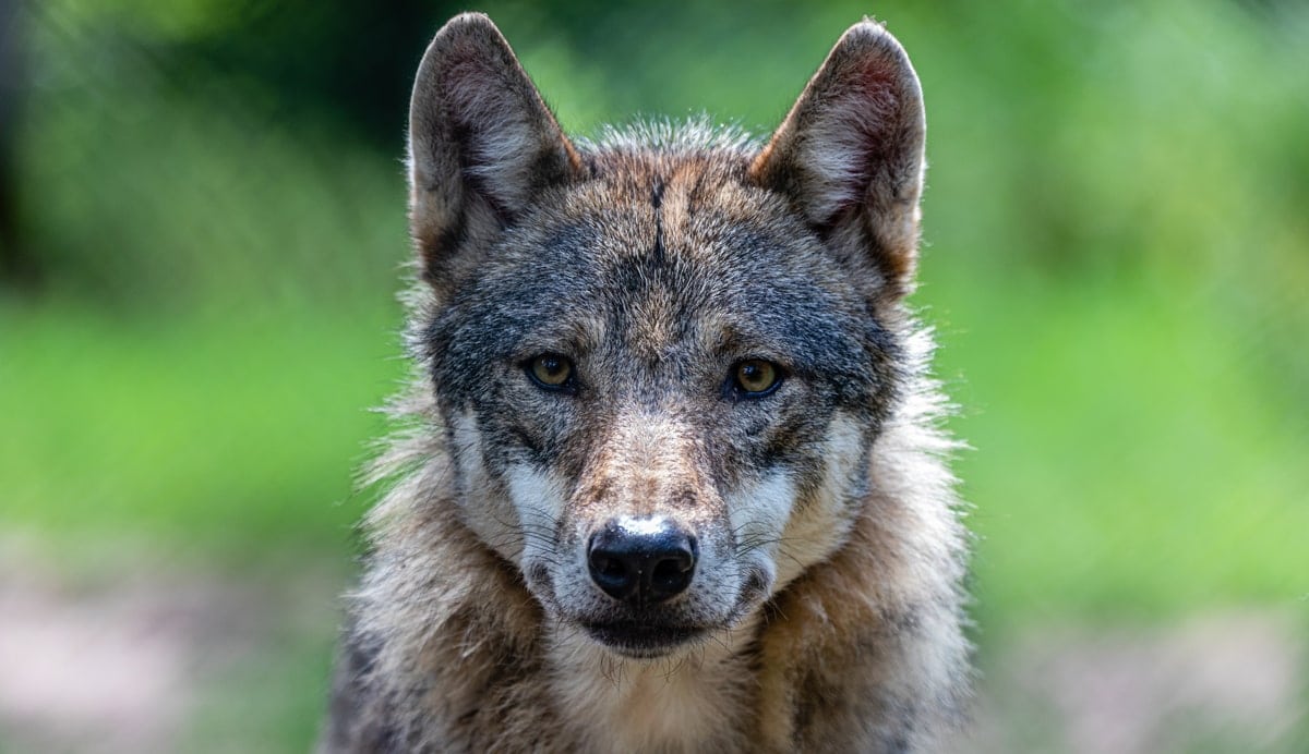After five recent coyote attacks on its residents City of Burlington makes hazing whistles available