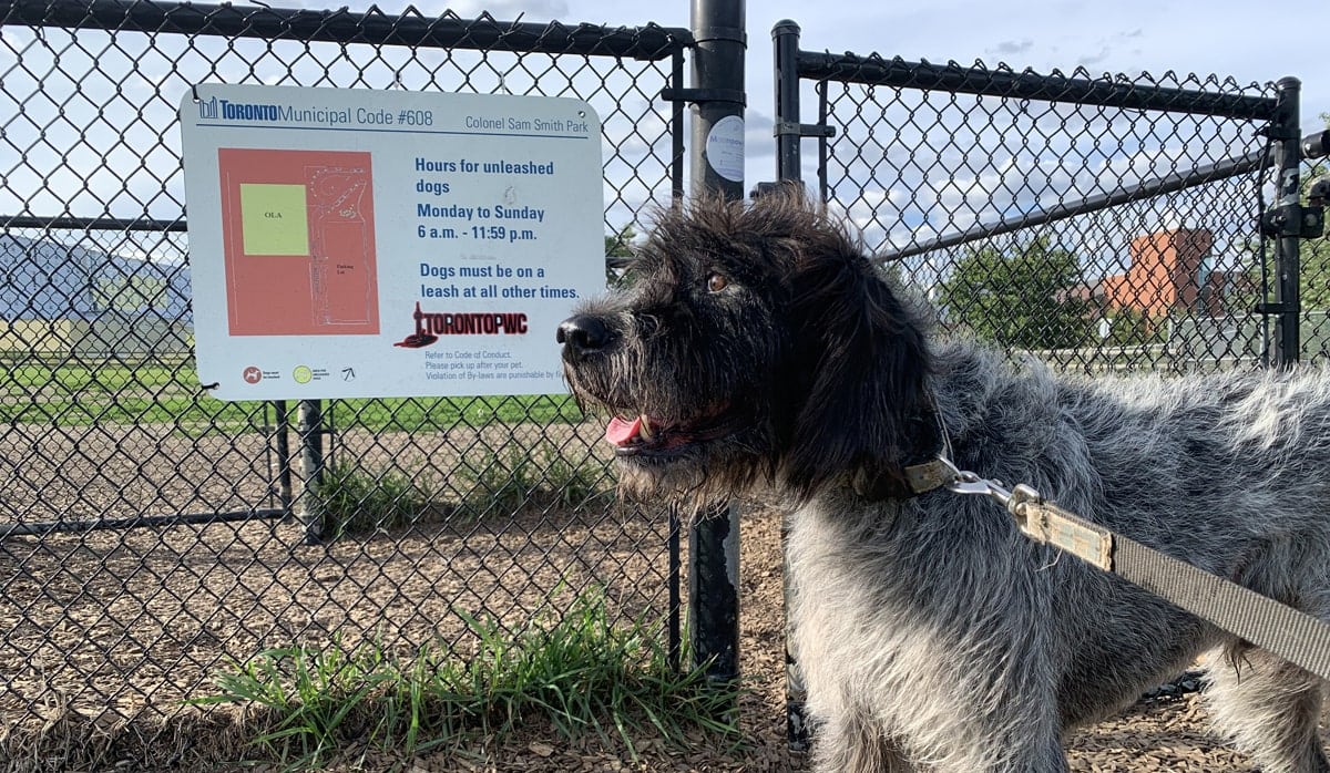 City of Toronto reminds pet owners to be responsible, keep their dog leashed