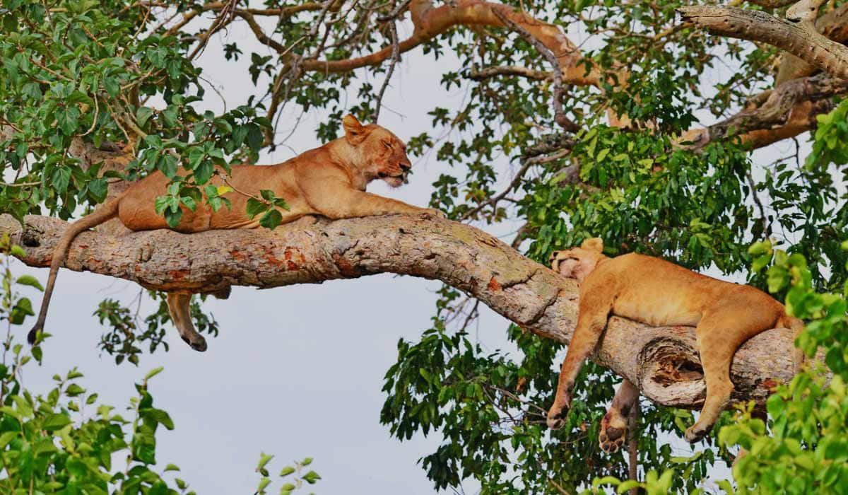 Lion resting in Uganda Queen Elizabeth National Park