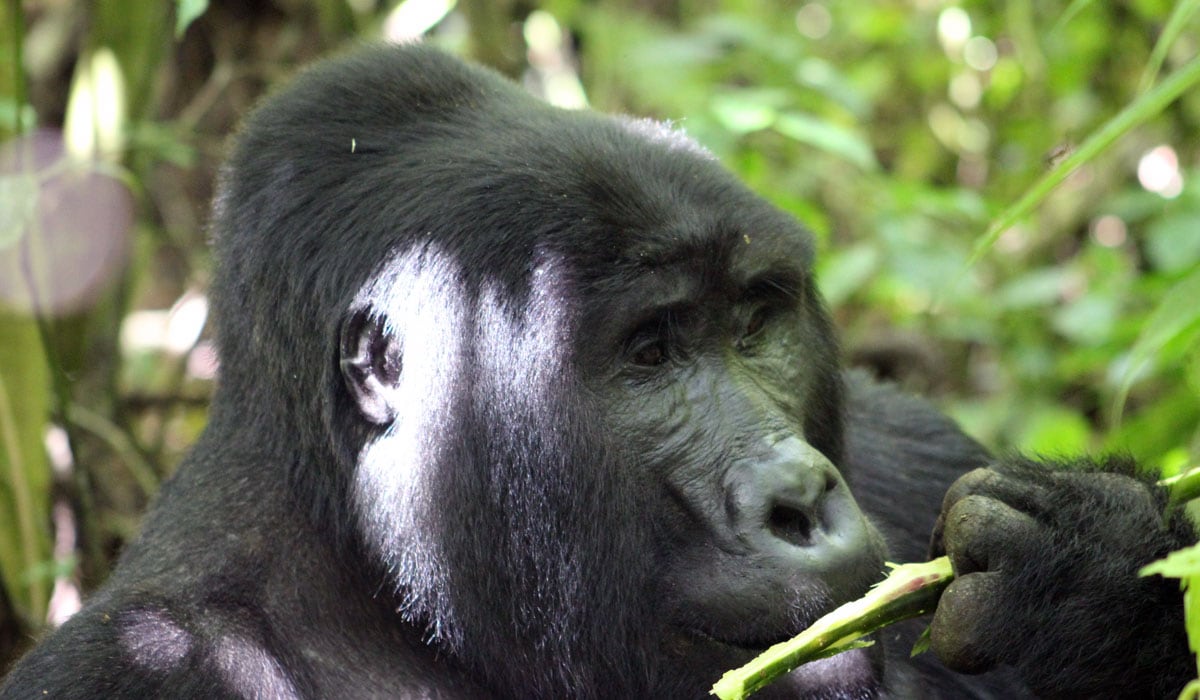 Rwanda's Agri-Tourism and Primate Logistics